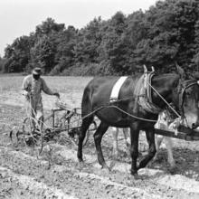 Black Farmer Plowing Field