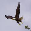 photo of bald eagle